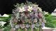 🕊️ Lavender Serenity Casket Display