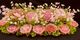 🌸Blush Bloom Garden - SJ-LGMD-04** 🌸