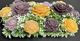 🌸Golden and smoky Plum Garden - SJ-MEDMD-06** 🌸
